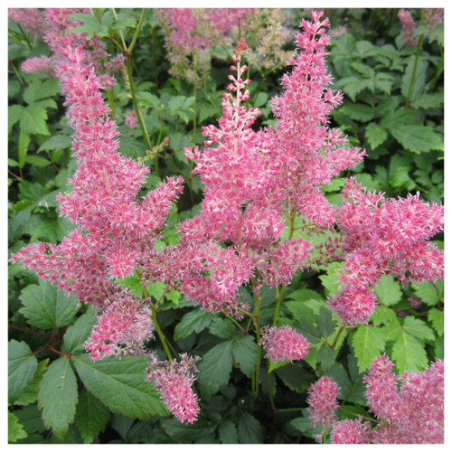 Astilbe pink - False goats beard