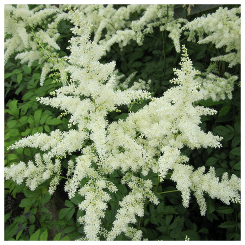 Astilbe white - False goats beard