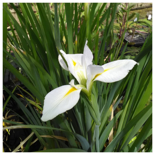 Iris louisiana - Her Highness