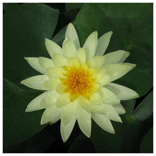 Nymphaea Lemon Mist Yellow Water Lily