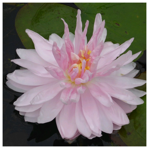 Nymphaea Gloire de Temple Sur Lot Pink Water Lily