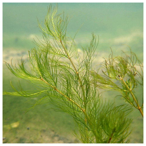 Myriophyllum verticillatum - Whorled water milfoil - Bunched