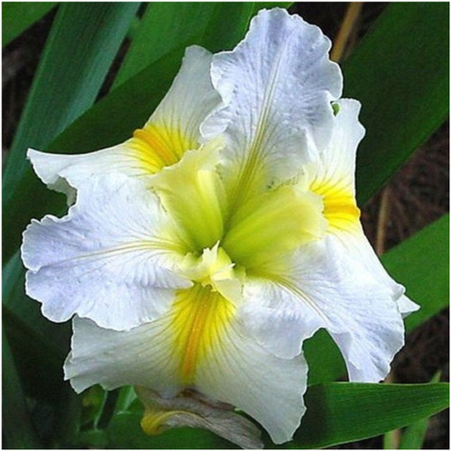 Iris