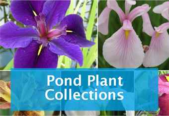 buy-pond-plant-collections.jpg