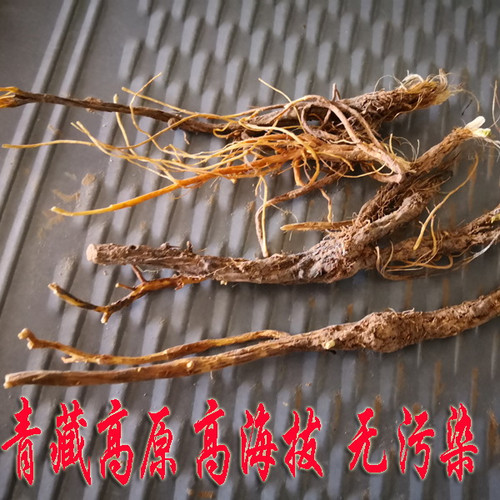 Qing Hai Ye Sheng Qin Jiao Wild Radix Gentianae Macrophyllae 