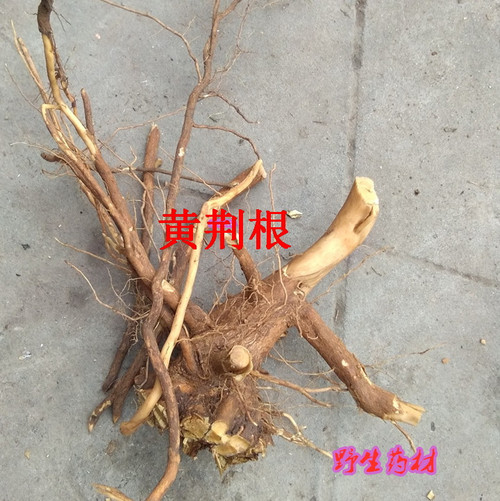 Huang Jing Gen Negundo Chastetree Roots