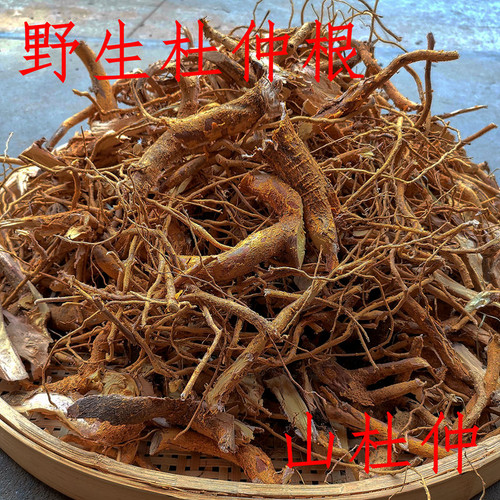 Du Zhong Gen Roots of Cortex Eucommiae