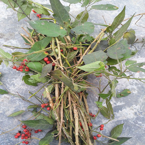 Xin Xian Bai Ying Fresh Bittersweet Herb 