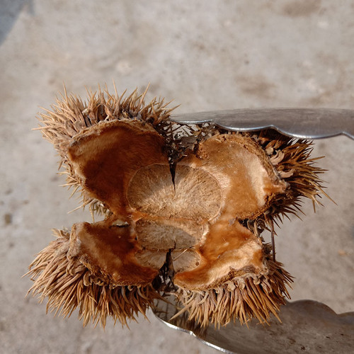 Li Zi Ke / Ban Li Ke Chestnut Shell