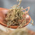 E Bu Shi Cao Small Centipeda Herb