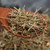 Song Ye Song Zhen Pine Leaf