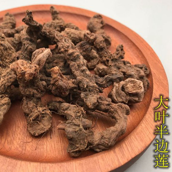 Ban Bian Lian Gen Herba Lobeliae Chinensis Roots