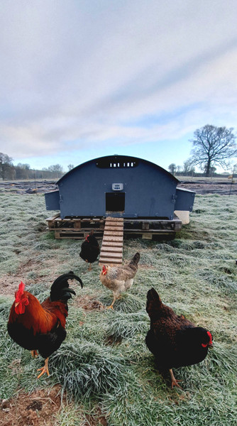 XL Chicken House