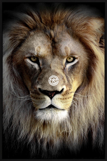 Tempered Glass Wall Art - Lion H1016-(80X120)CM