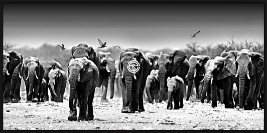 Tempered Glass Wall Art -Herd of Elephants H0201-1-(160x80)CM