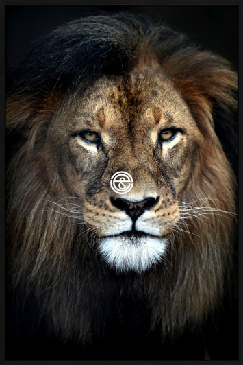 Tempered Glass Wall Art - Lion H1015 (80X120)CM