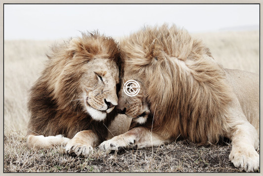 Tempered Glass Wall Art - 2 Lions HC1876 -(120X80) CM