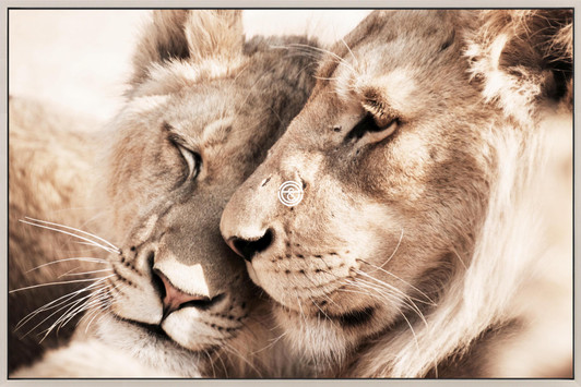 Tempered Glass Wall Art - Lions Closeup HC2476-1-(120*80)CM