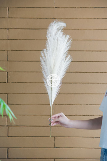 White Tall Pampas Grass (SA20013)