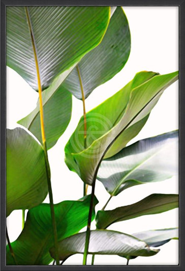 Canvas Wall Art -Big Green Leaf (L) AKC500-01 (600x900x)MM-OUT OF STOCK
