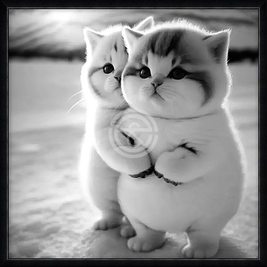 Canvas Wall Art - Cute Cats - ABZ206-01 (600x600)MM-OUT OF STOCK Canvas Wall Art - Cute Cats - ABZ206-01 (600x600)MM-OUT OF STOCK