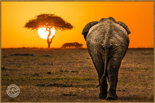 Tempered Glass Wall Art - Elephant at Sunrise - HC5111-(120X80)CM