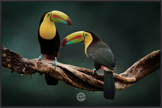 Tempered Glass Wall Art - Two Toucans - FA2503-1-(120X80)CM