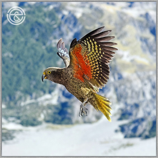 Tempered Glass Wall Art - Still In Air - FA4186-1(100X100)CM