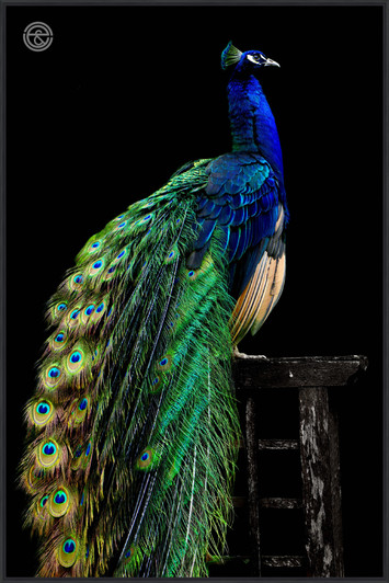 Tempered Glass Wall Art - Peacock on Stool - FA6119-1(80X120)CM