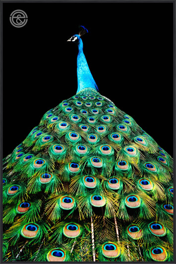 Tempered Glass Wall Art - Magnificent Peacock - FA6120-1(80X120)CM