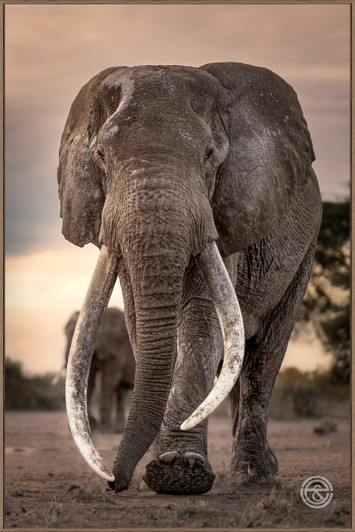 Tempered Glass Wall Art - Super Tusker - HC0308-1(80X120)CM