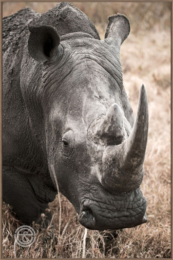 Tempered Glass Wall Art - Stare of the Rhino - HC2009-1(80X120)CM
