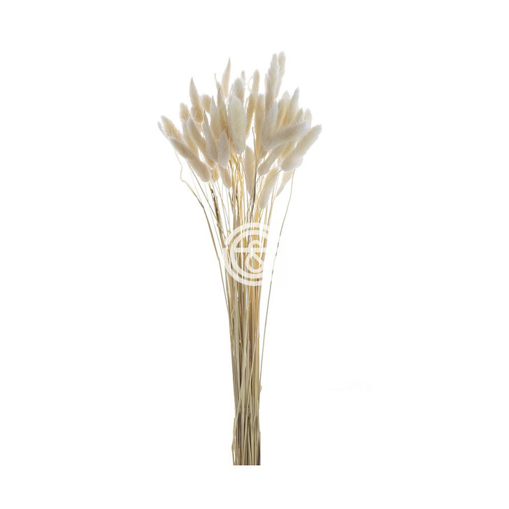 Whith Pampas Grass  Bundle (411878-WHIT-AB)