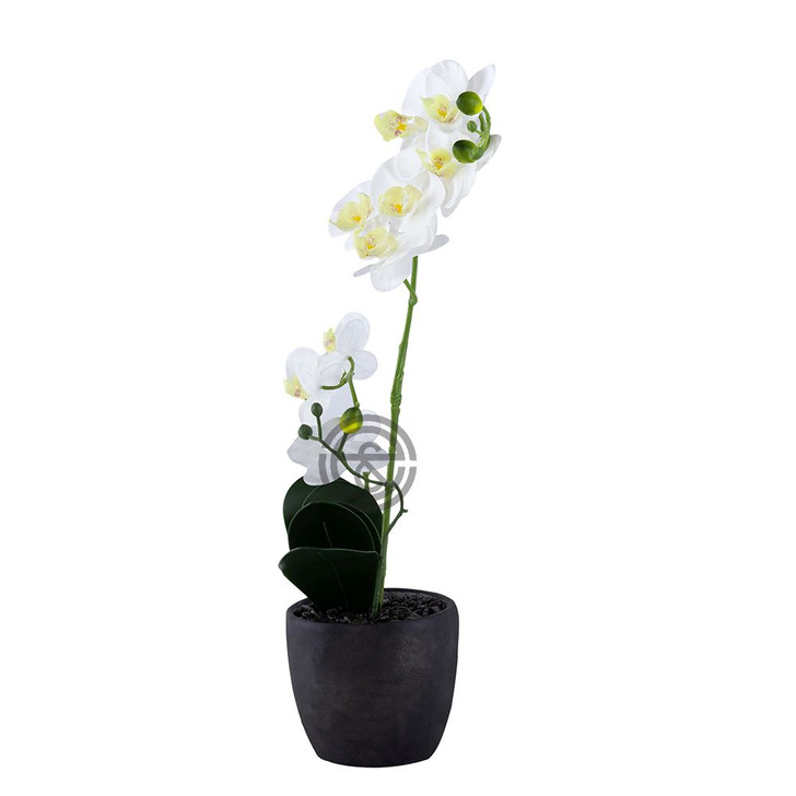 White Tall Orchid (F48339-WHIT)