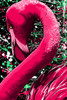 Pink Flamingo