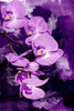 Purple Orchid