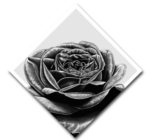 Black Rose Black Rose