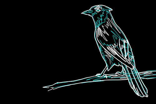 Blue Jay