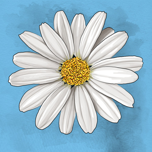 White Daisy White Daisy
