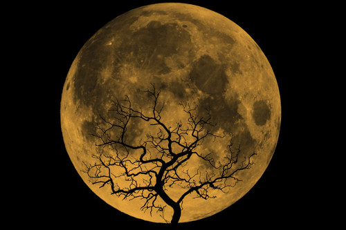 Orange Moon Orange Moon