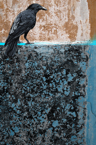 The Crow