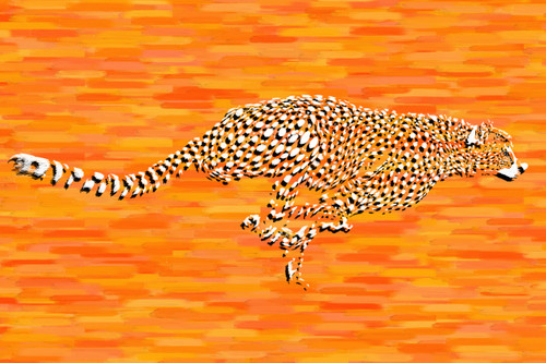 Running Cheetah Running Cheetah