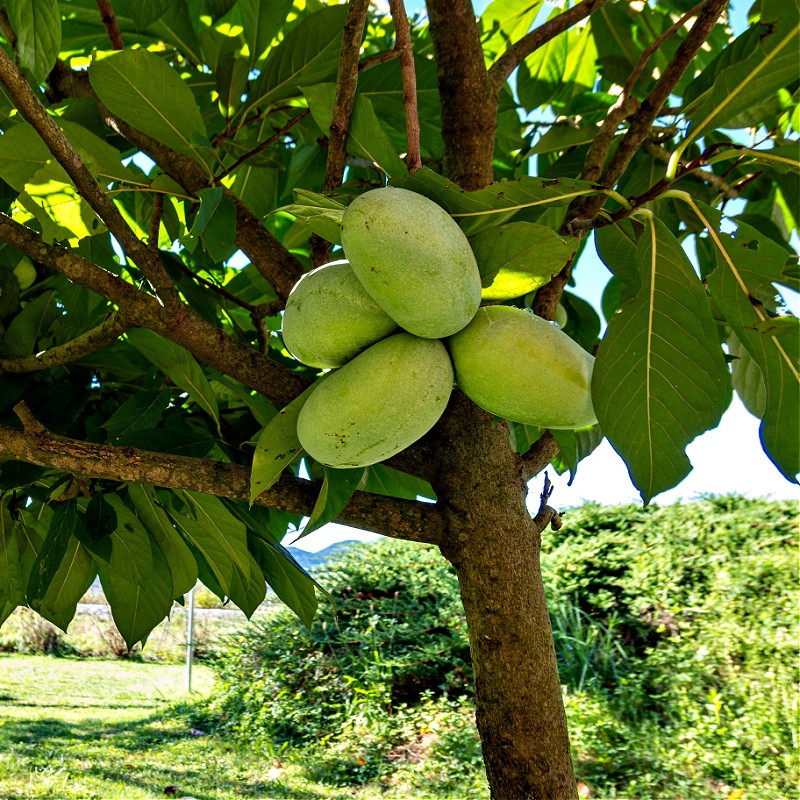 Pawpaw Tree
