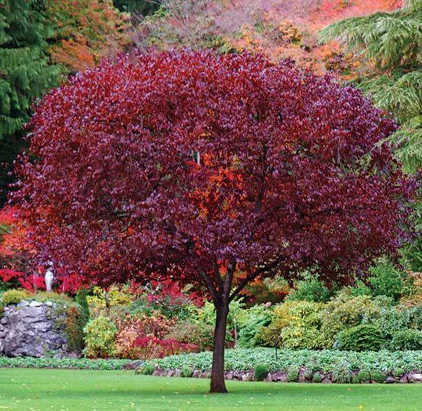 Cistena Plum Tree