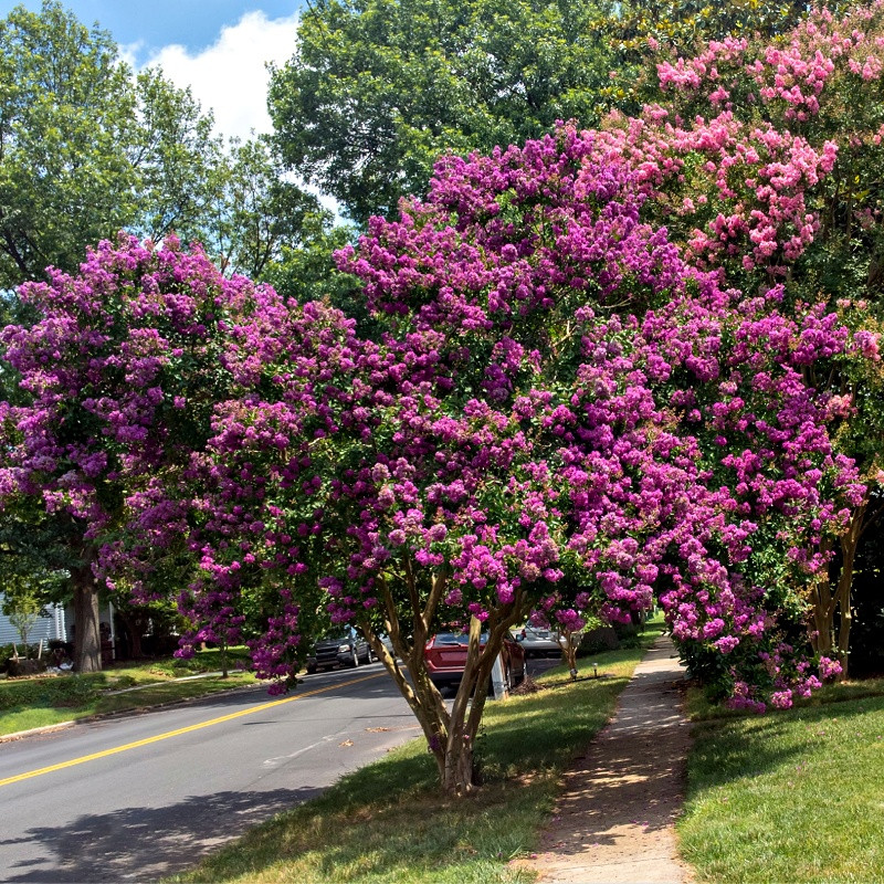 Twilight Crepe Myrtle Shrub