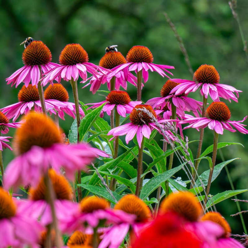 Purple Coneflower Plant