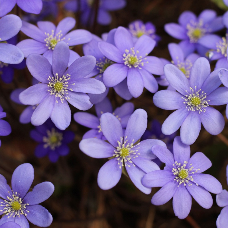 Liverwort Plant