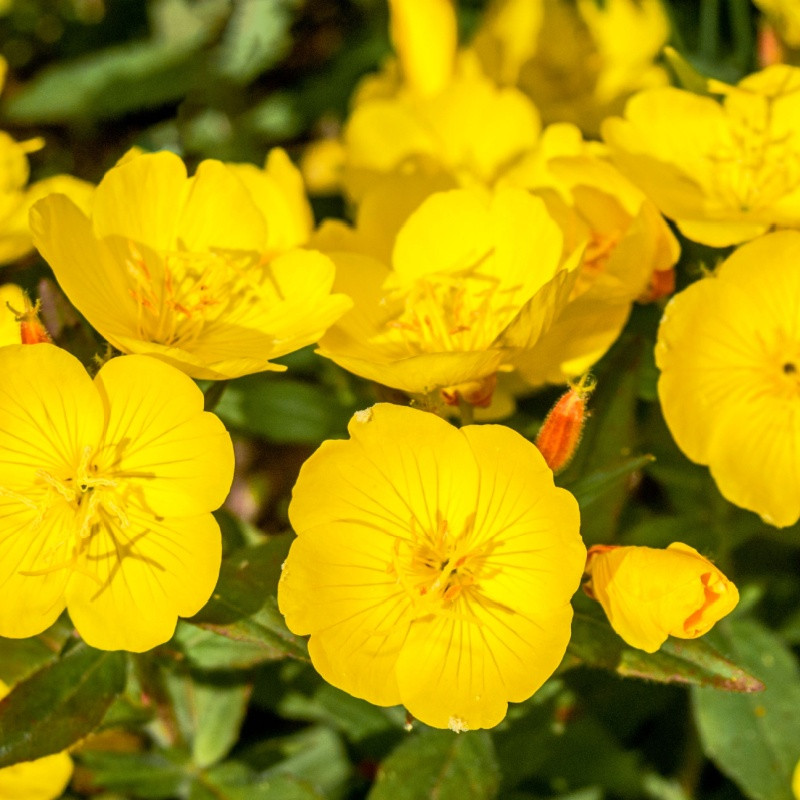 Evening Primrose Plant