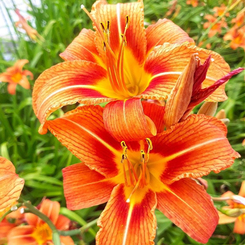Orange Daylily