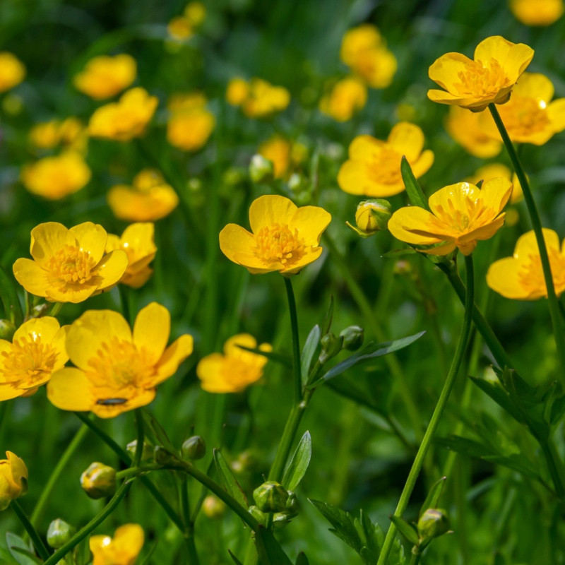 Hairy Buttercup Plant